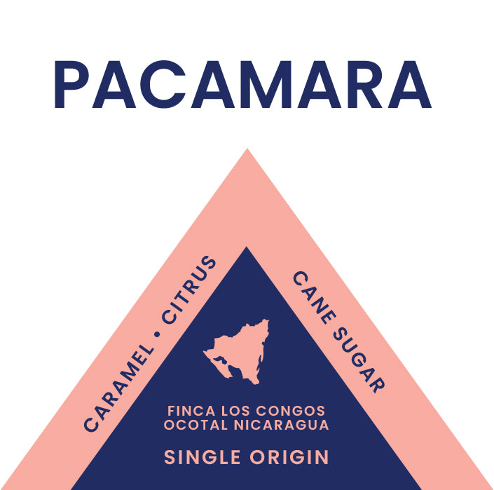 Pacamara