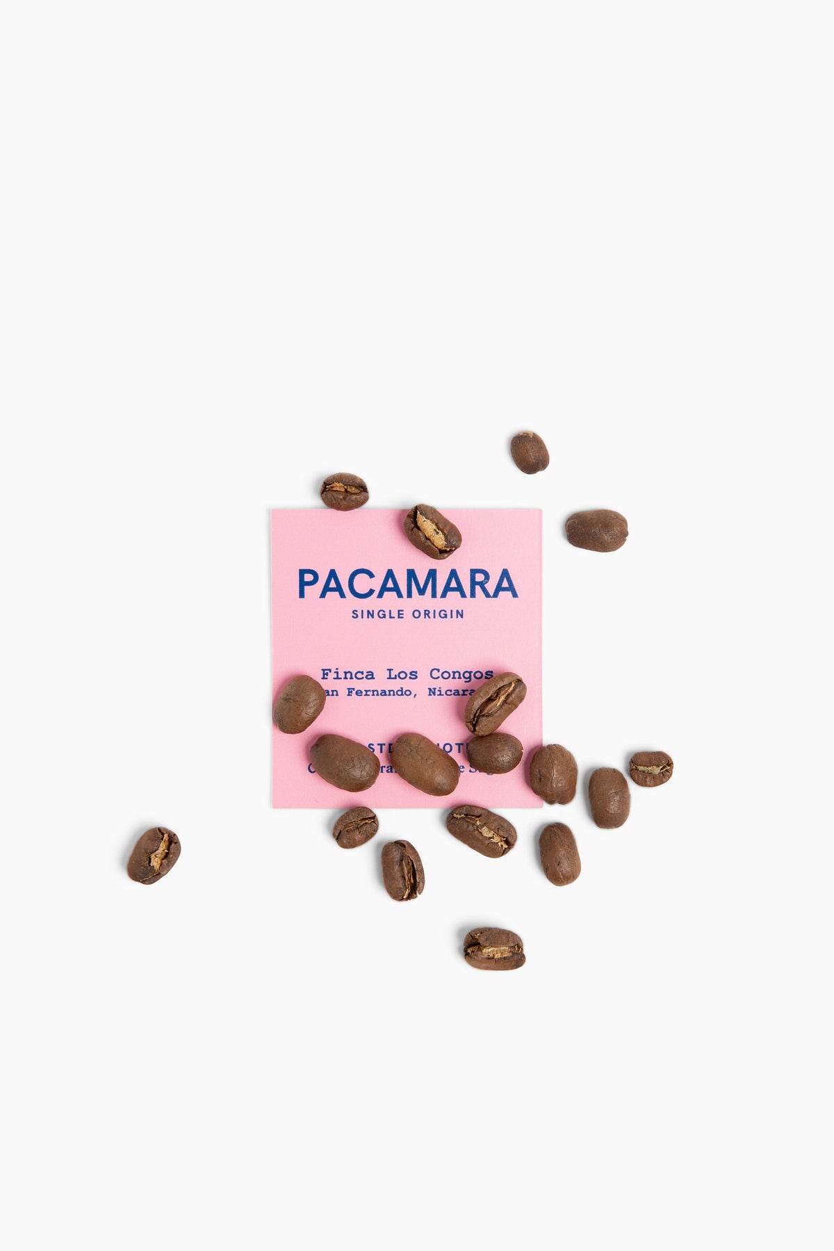 Pacamara